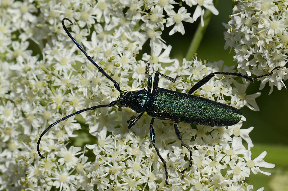 Cerambycidae: Aromia moschata